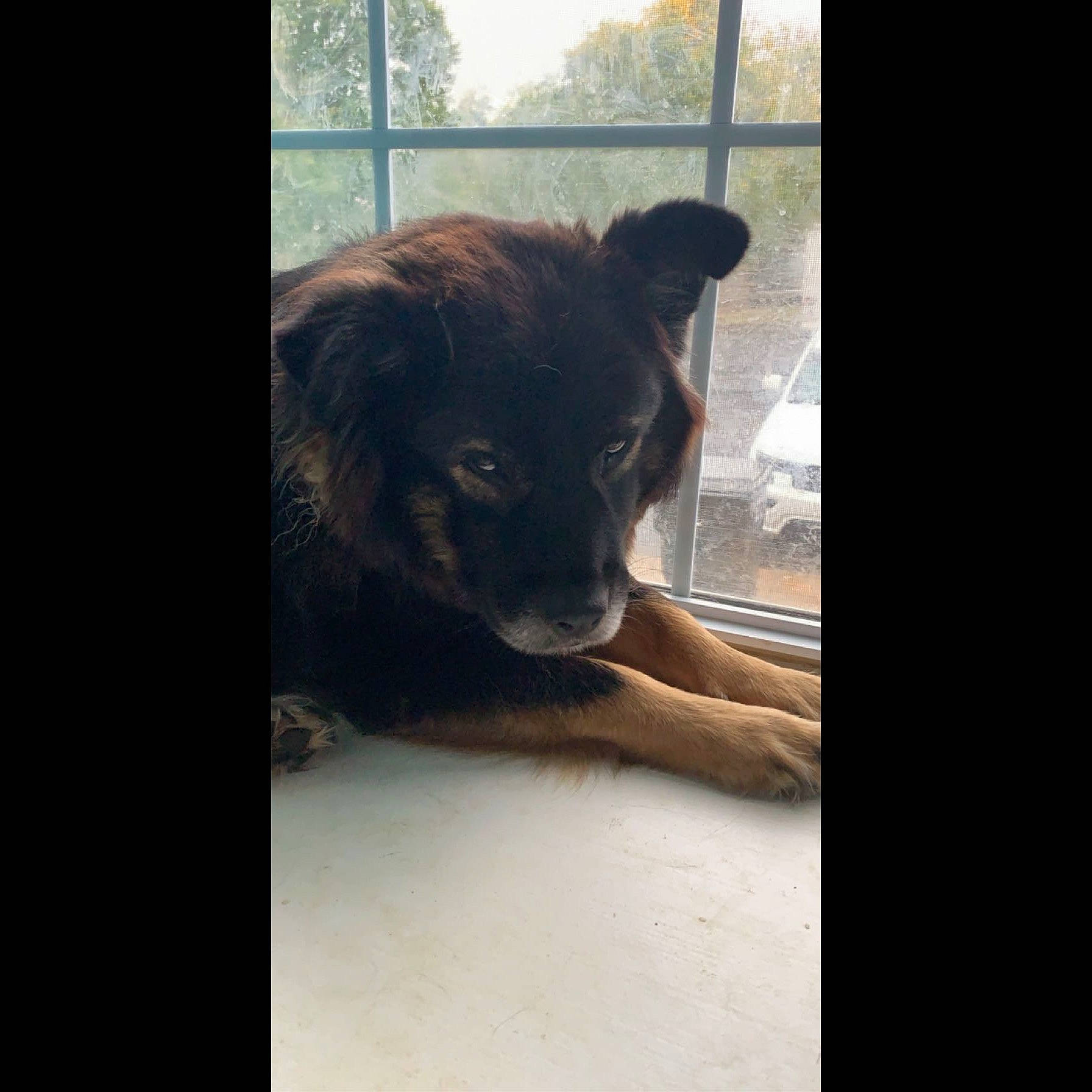 Ruger is registered to the contest to win money with this photo: canidae, carnivore, companion_dog, dog, dog_breed, fawn, fur, guard_dog, liver, metal, rectangle, sitting, snout, sporting_group, square, street_dog, terrestrial_animal, tints_and_shades, wood, working_animal