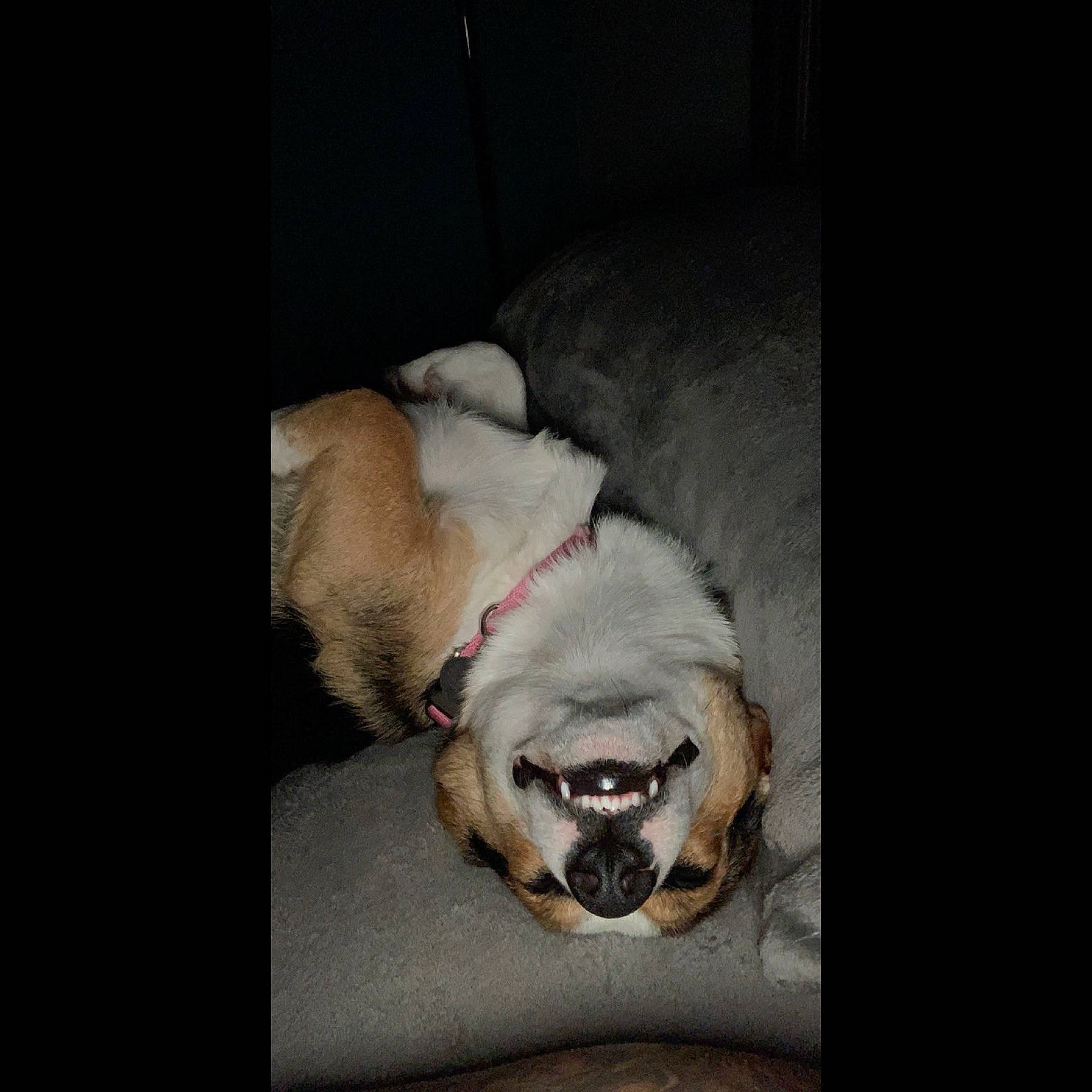 Caliber is registered to the contest to win money with this photo: bored, carnivore, comfort, companion_dog, couch, dog, dog_breed, dog_supply, felidae, fur, linens, liver, paw, photo_caption, puppy_love, tail, toy_dog, whiskers, working_animal, wrinkle