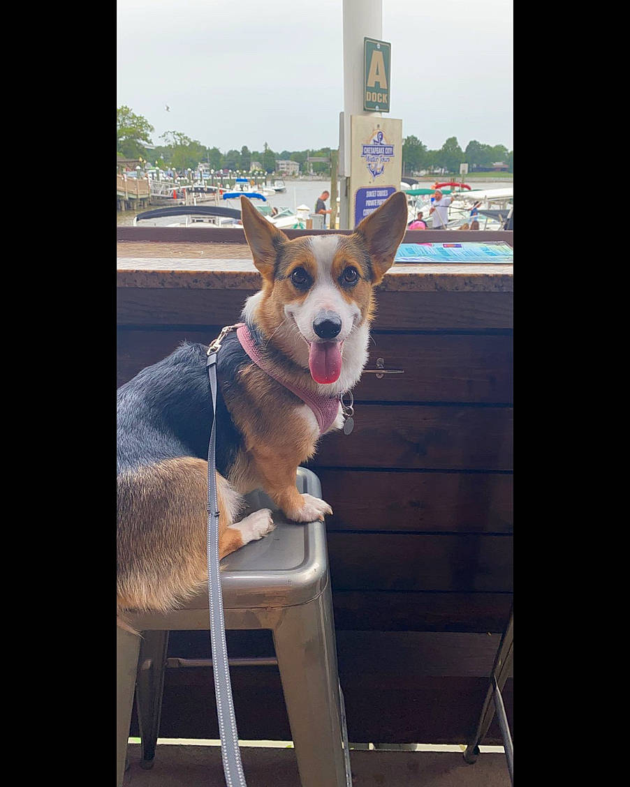 Caliber joined the competition — help win amazing prizes! canidae, carnivore, chair, collar, companion_dog, dog, dog_breed, dog_collar, dog_supply, door, fawn, herding_dog, leash, pet_supply, sky, snout, sporting_group, tail, window, working_animal