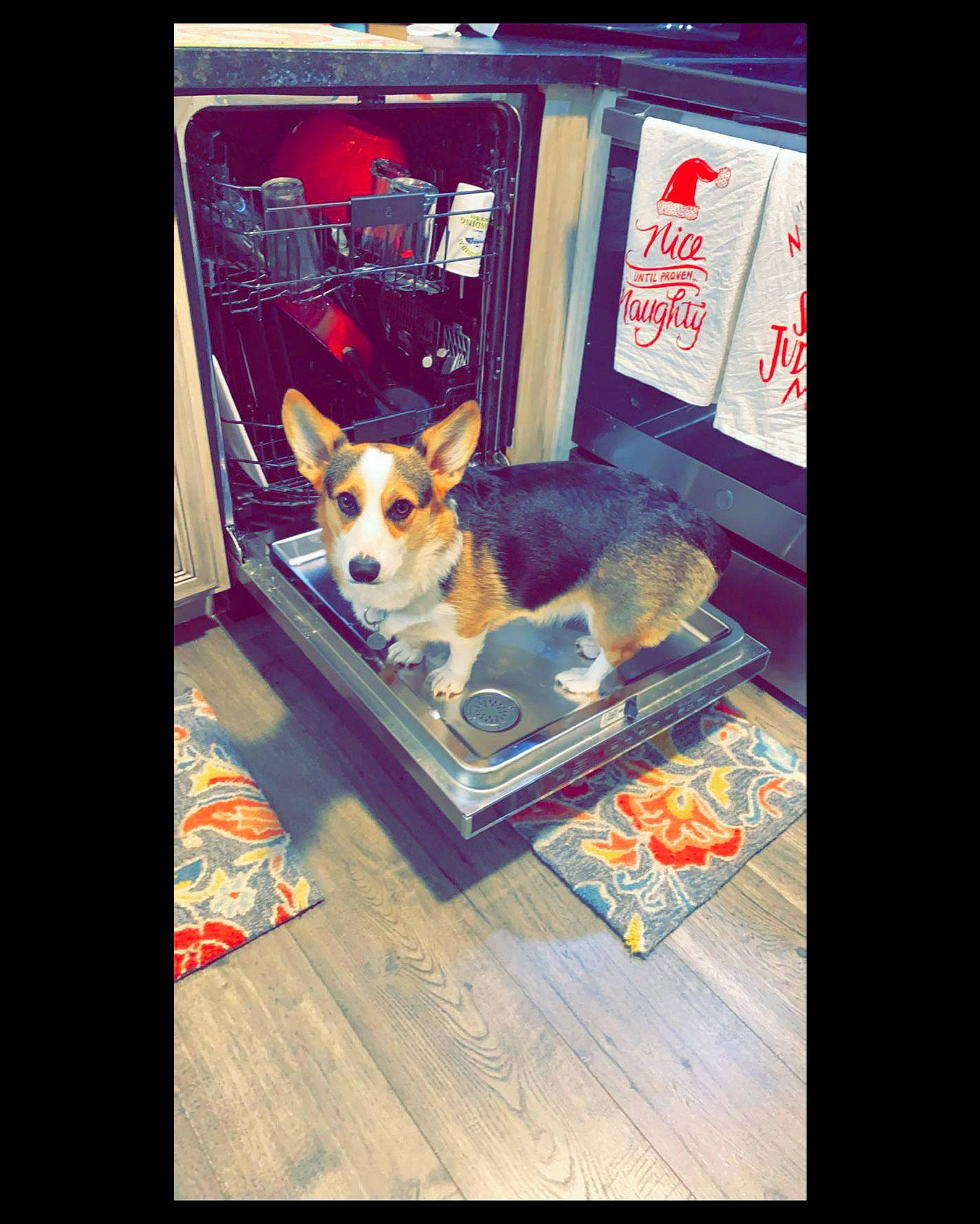 Caliber is registered to the contest to win money with this photo: advertising, canidae, carnivore, companion_dog, dog, dog_breed, dog_supply, flooring, font, hardwood, non_sporting_group, paw, photo_caption, rectangle, snout, sporting_group, square, toy_dog, wood, working_animal