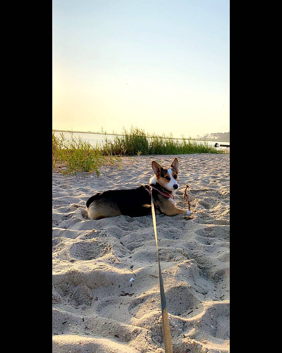 Caliber joined the competition — help win amazing prizes! body_of_water, carnivore, cloud, companion_dog, dog, dog_breed, fawn, grass, horizon, landscape, people_in_nature, pet_supply, plant, rectangle, shade, sky, tints_and_shades, travel, wood, working_animal