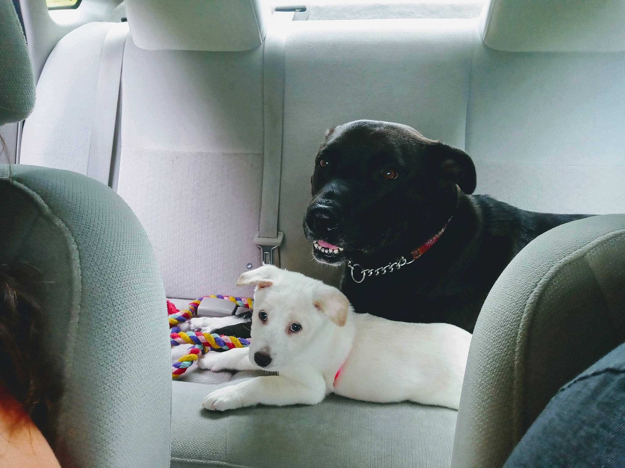 Betty White joined the competition — help win amazing prizes! canidae, car, car_seat, carnivore, comfort, companion_dog, dog, dog_breed, labrador_retriever, non_sporting_group, puppy, puppy_love, retriever, snout, sporting_group, vehicle