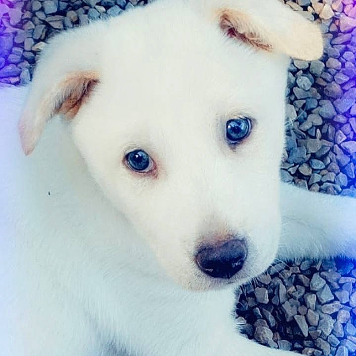 Betty White joined the competition — help win amazing prizes! canidae, carnivore, companion_dog, dog, dog_breed, labrador_husky, mammal, non_sporting_group, nose, puppy, rare_breed_dog, siberian_husky, sporting_group, vertebrate, white_shepherd