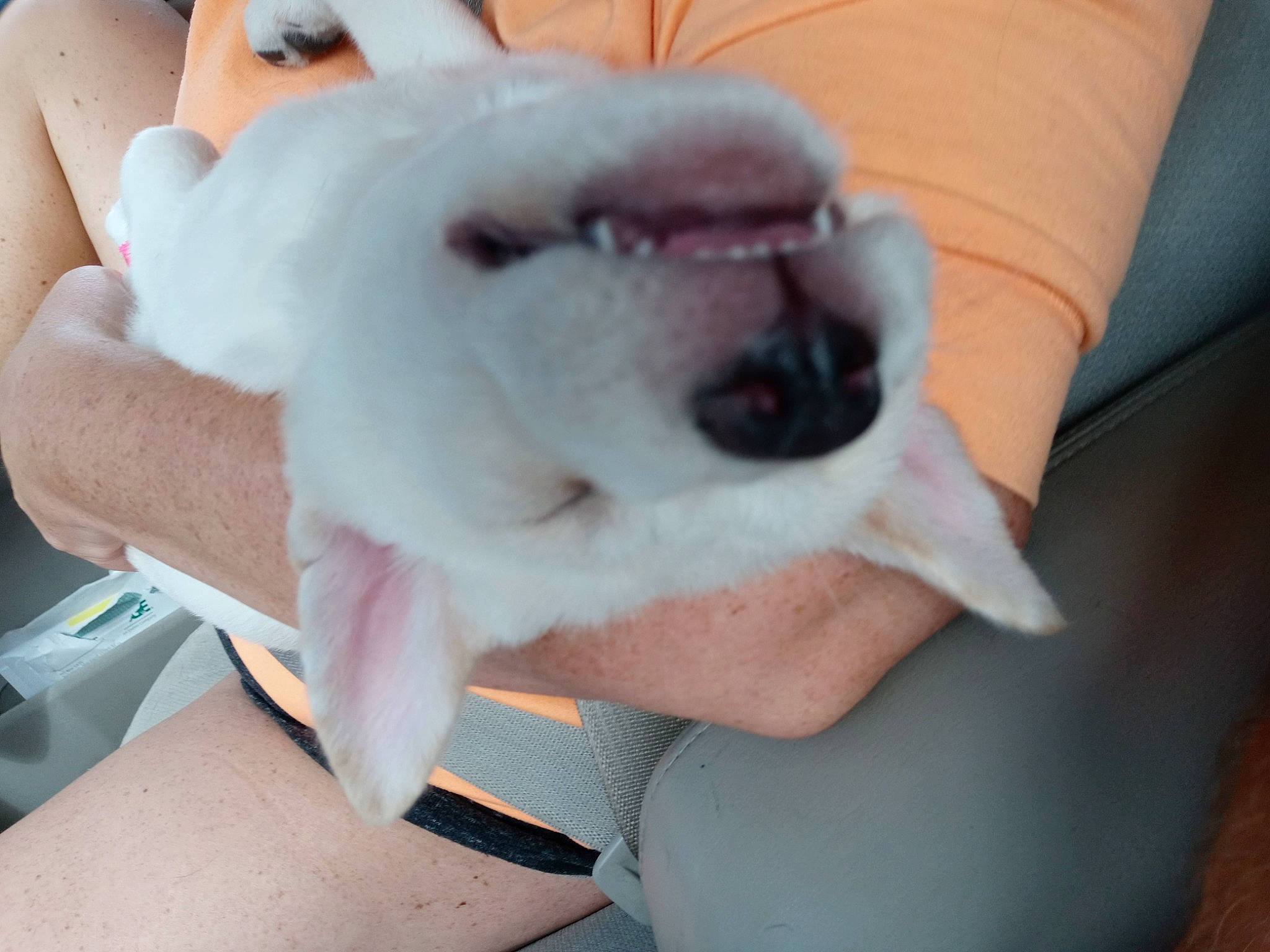 Betty White joined the competition — help win amazing prizes! canidae, carnivore, companion_dog, dog, dog_breed, non_sporting_group, nose, puppy, puppy_love, snout