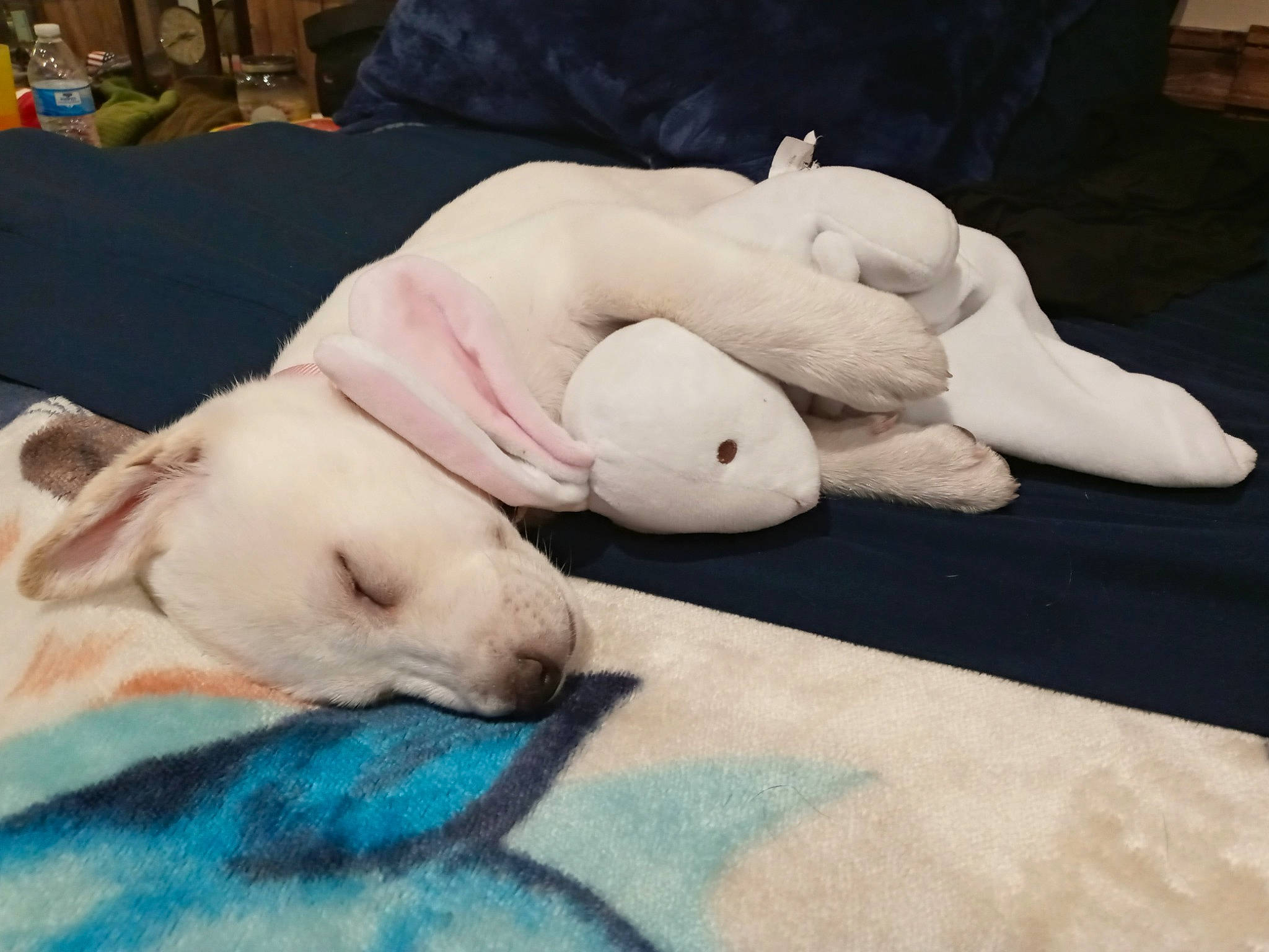 Betty White is registered to the contest to win money with this photo: american_bulldog, bull_terrier, bulldog, canidae, carnivore, child, companion_dog, dog, dog_breed, dogo_argentino, french_bulldog, guard_dog, head, nap, non_sporting_group, paw, puppy, puppy_love, sleep, tail