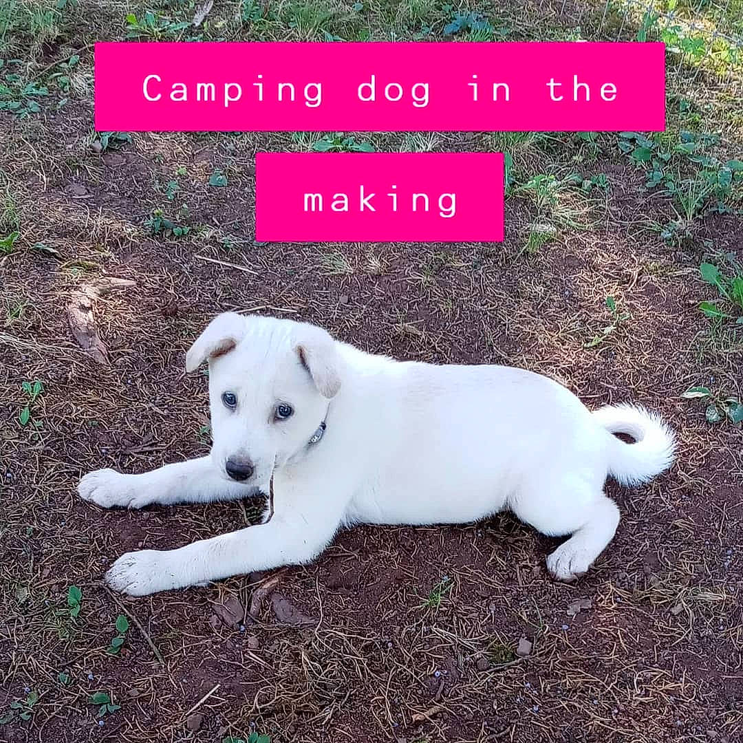 Betty White joined the competition — help win amazing prizes! adaptation, canidae, carnivore, companion_dog, dog, dog_breed, grass, mammal, photo_caption, pungsan_dog, puppy, rare_breed_dog, sporting_group, tail