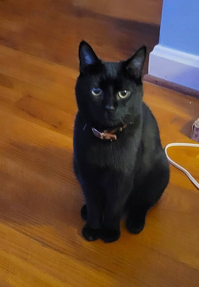 Neo joined the competition — help win amazing prizes! black_cat, bombay, carnivore, cat, dog_breed, domestic_short_haired_cat, felidae, flooring, fur, hardwood, paw, plank, small_to_medium_sized_cats, snout, tail, terrestrial_animal, varnish, whiskers, wood, wood_stain