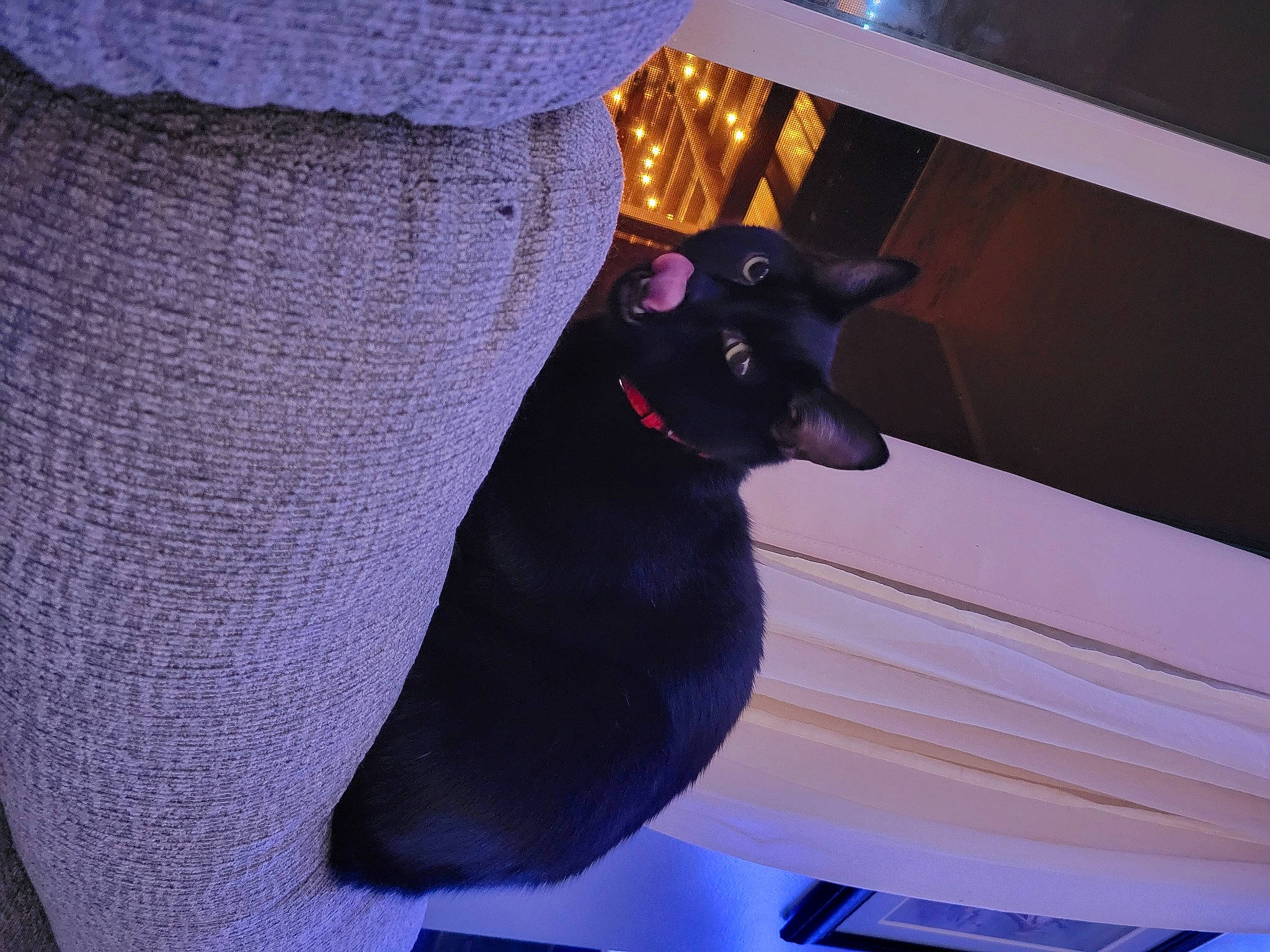 Neo joined the competition — help win amazing prizes! blue, carmine, carnivore, electric_blue, fawn, felidae, fur, human_leg, magenta, pattern, purple, small_to_medium_sized_cats, snout, tail, tints_and_shades, violet, whiskers, woven_fabric