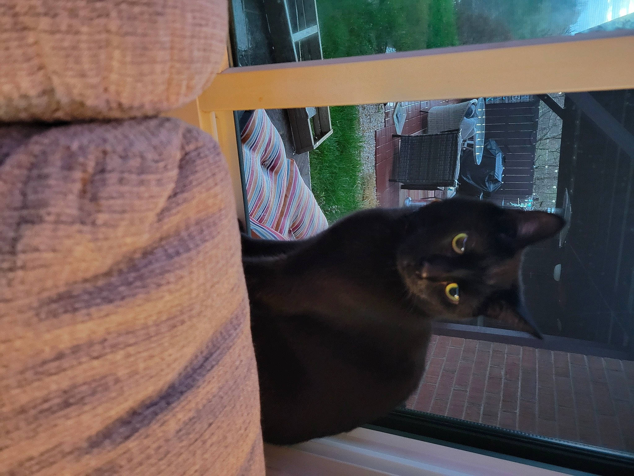 Neo joined the competition — help win amazing prizes! automotive_tire, black_cat, bombay, carnivore, cat, comfort, domestic_short_haired_cat, felidae, fur, hardwood, plant, shade, small_to_medium_sized_cats, tail, tints_and_shades, whiskers, window, wood