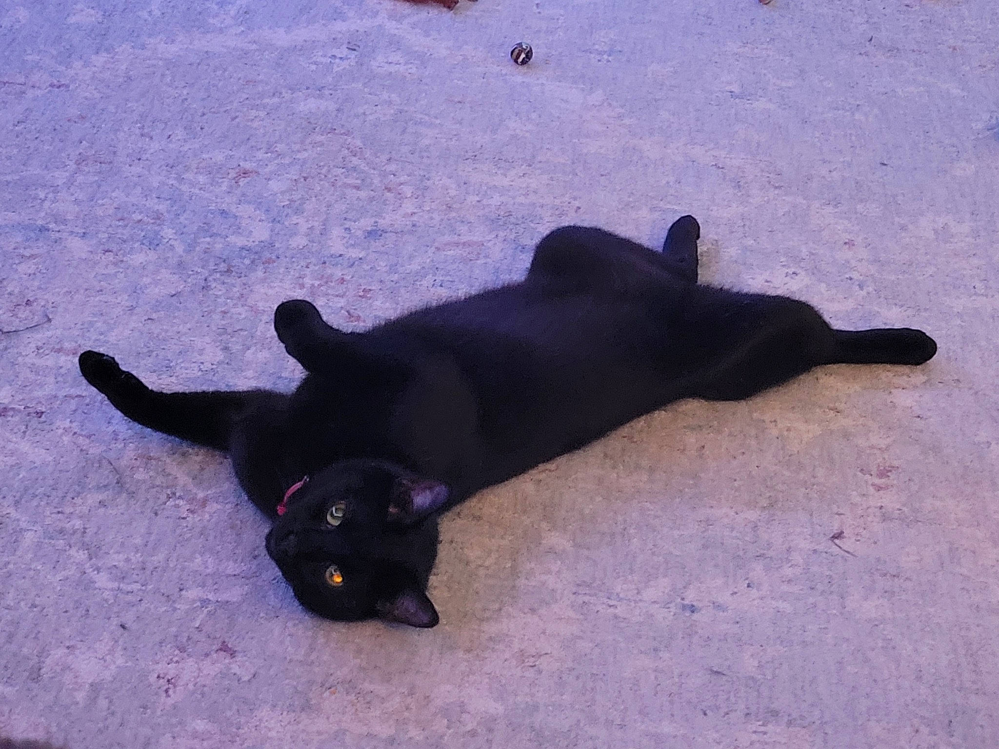 Neo joined the competition — help win amazing prizes! black_cat, canidae, carnivore, cat, dog_breed, felidae, non_sporting_group, paw, shadow, small_to_medium_sized_cats, snow, sporting_group, tail, terrestrial_animal, tints_and_shades, whiskers