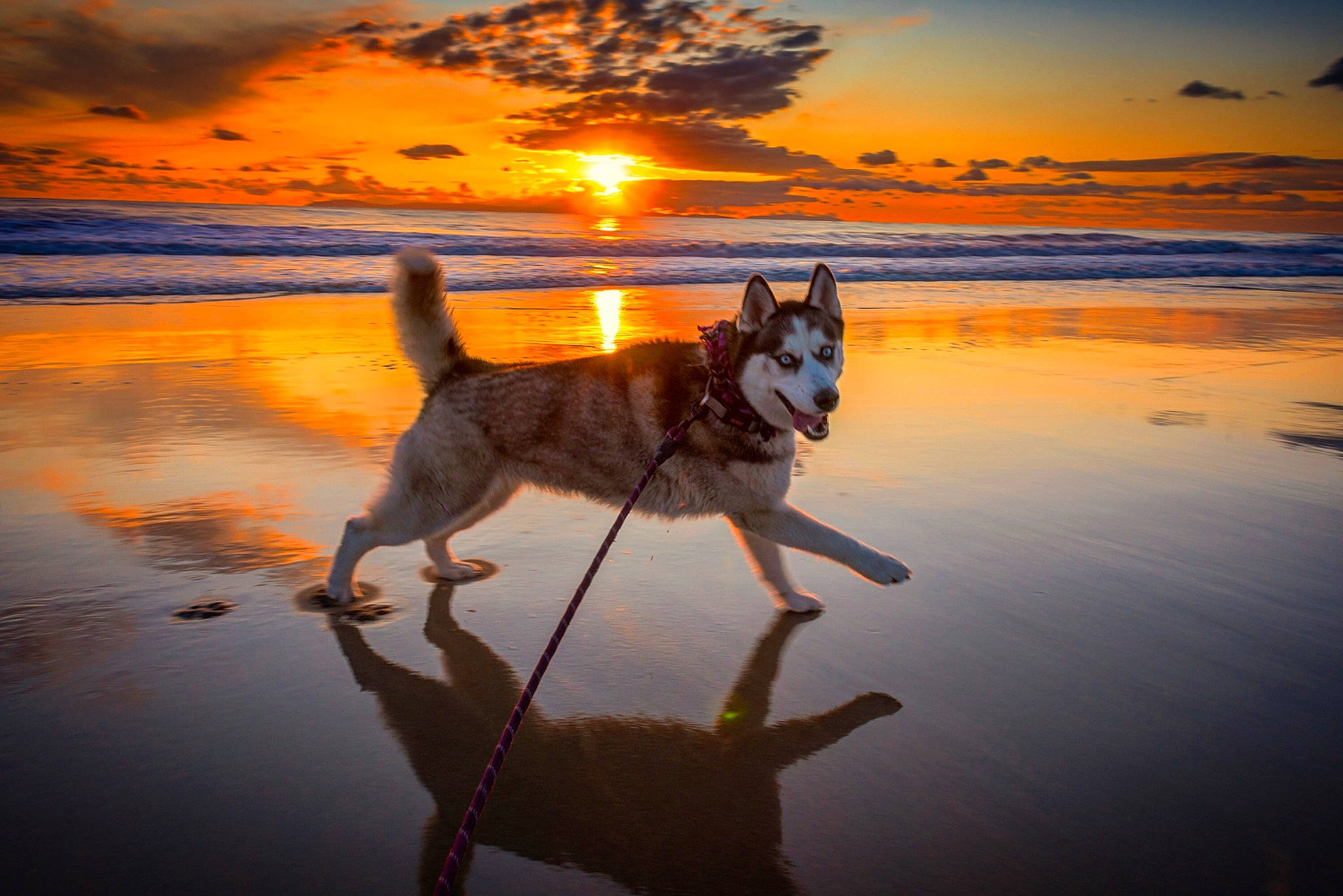 Kenzie joined the competition — help win amazing prizes! calm, canidae, carnivore, carolina_dog, czechoslovakian_wolfdog, dog, dog_breed, dog_walking, east_siberian_laika, evening, mammal, northern_inuit_dog, reflection, tamaskan_dog, working_dog