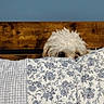 Jupiter joined the competition — help win amazing prizes! dog, peeking, blanket, fluffy, white, bedroom, headboard, wood, blue_wall, curious, pet, indoor, cozy, fur, pattern, floral, comfort, cute, animal, resting
