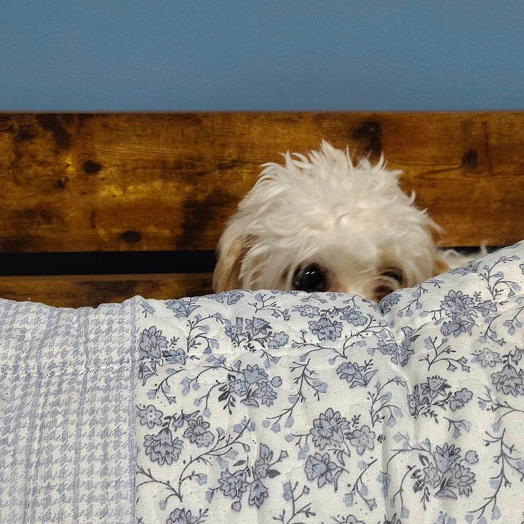 Jupiter joined the competition — help win amazing prizes! dog, peeking, blanket, fluffy, white, bedroom, headboard, wood, blue_wall, curious, pet, indoor, cozy, fur, pattern, floral, comfort, cute, animal, resting