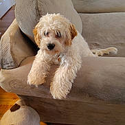 Jupiter joined the competition — help win amazing prizes! dog, couch, indoor, pet, fur, wooden_floor, curious, relaxed, living_room, home, animal, white_dog, tan_dog, spotted_dog, furniture, cozy, companion, domestic, cute, household