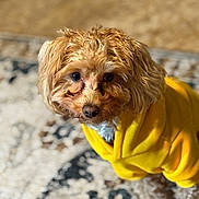 Koda is registered to the contest to win money with this photo: dog, yellow_hoodie, curly_hair, pet, indoor, carpet, brown_dog, small_dog, cute, looking_up, fur, animal, domestic_animal, companion, portrait, cozy, home, soft_light, curly_fur, standing