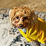 dog, yellow_hoodie, curly_hair, pet, indoor, carpet, brown_dog, small_dog, cute, looking_up, fur, animal, domestic_animal, companion, portrait, cozy, home, soft_light, curly_fur, standing