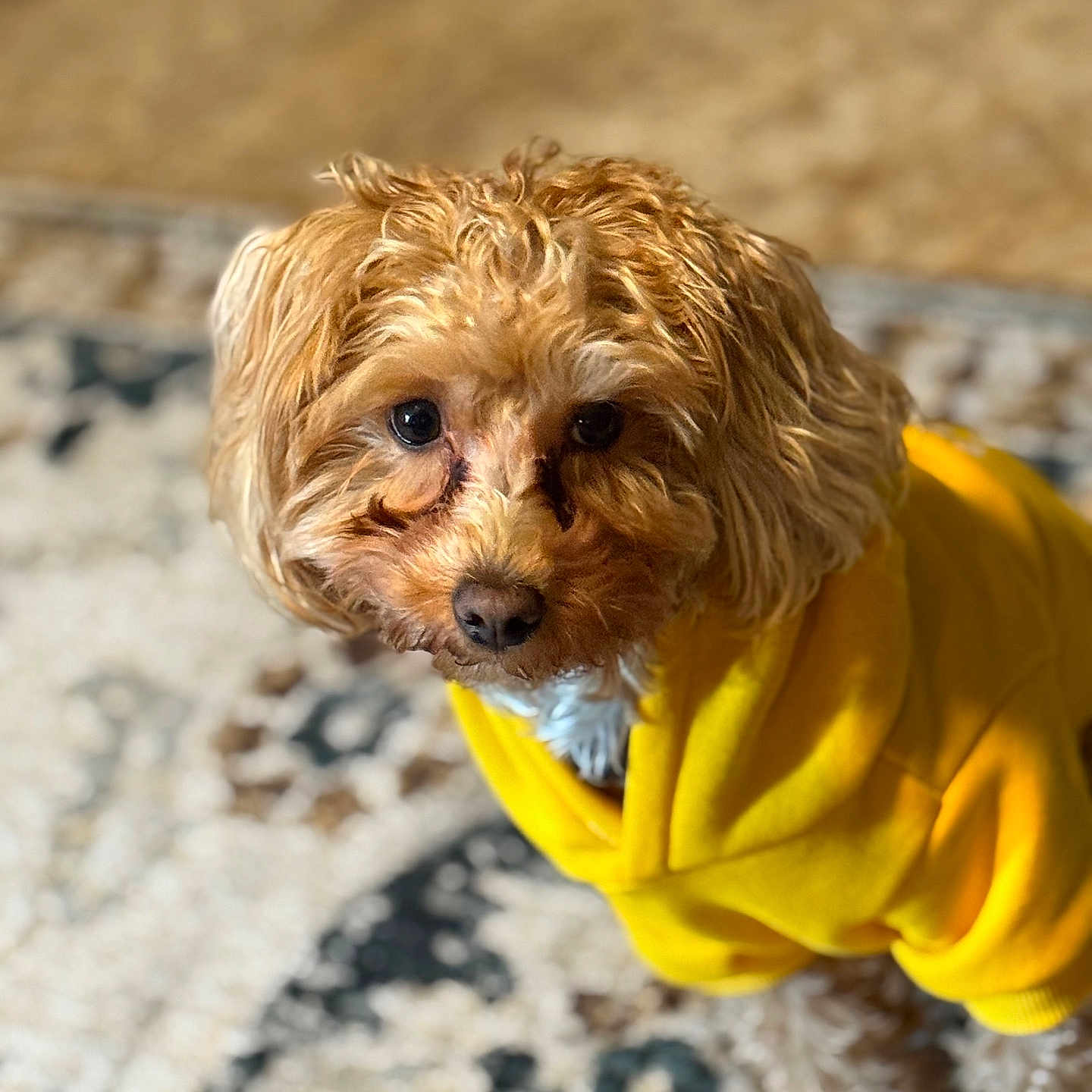 Koda is registered to the contest to win money with this photo: animal, brown_dog, carpet, companion, cozy, curly_fur, curly_hair, cute, dog, domestic_animal, fur, home, indoor, looking_up, pet, portrait, small_dog, soft_light, standing, yellow_hoodie