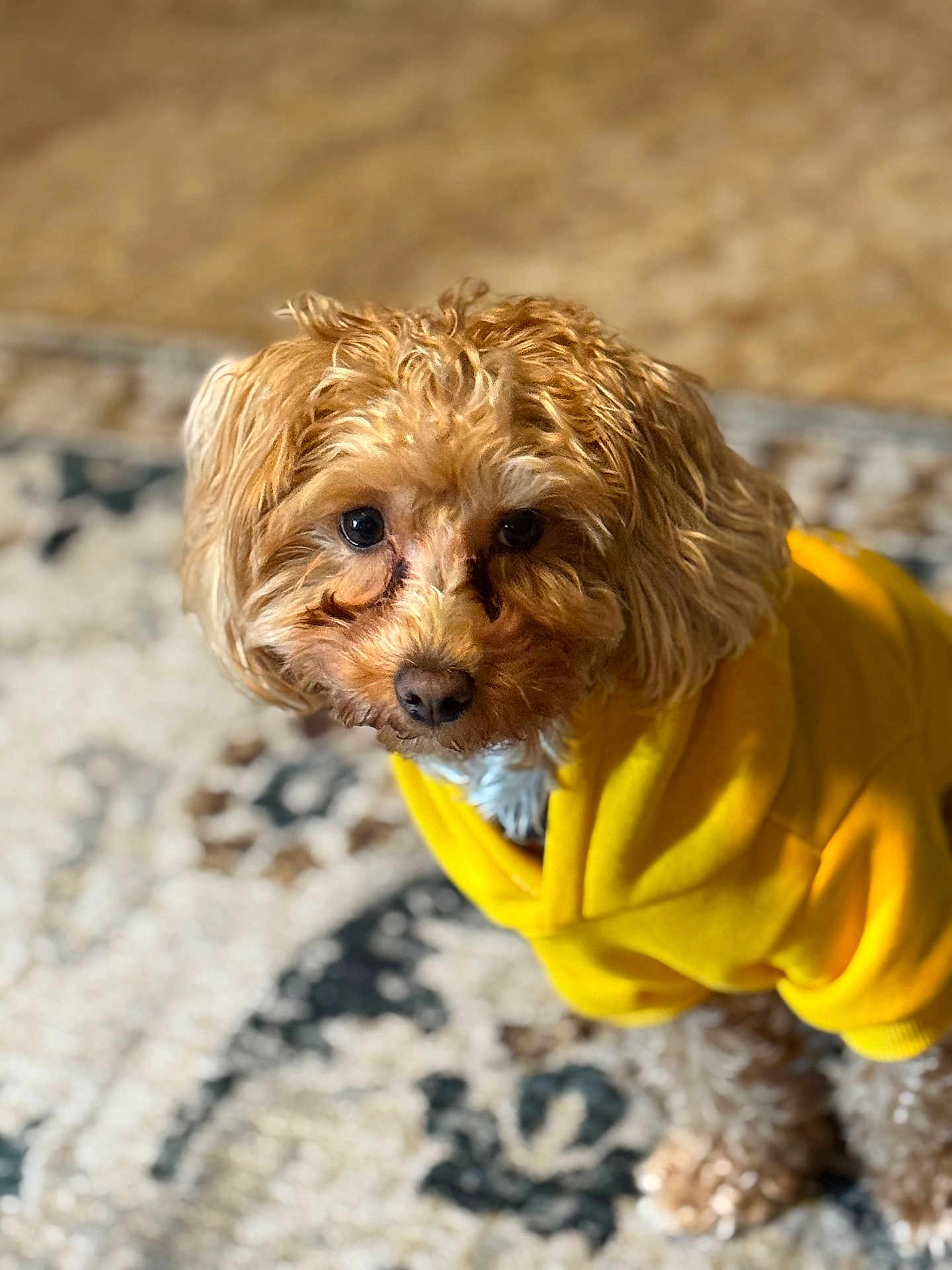 Koda