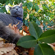 Asher joined the competition — help win amazing prizes! cat, gray_cat, collar, leaves, autumn, greenery, outdoor, nature, animal, pet, feline, curious, closeup, fall, plants, wildlife, mammal, looking_up, soft_fur, daylight