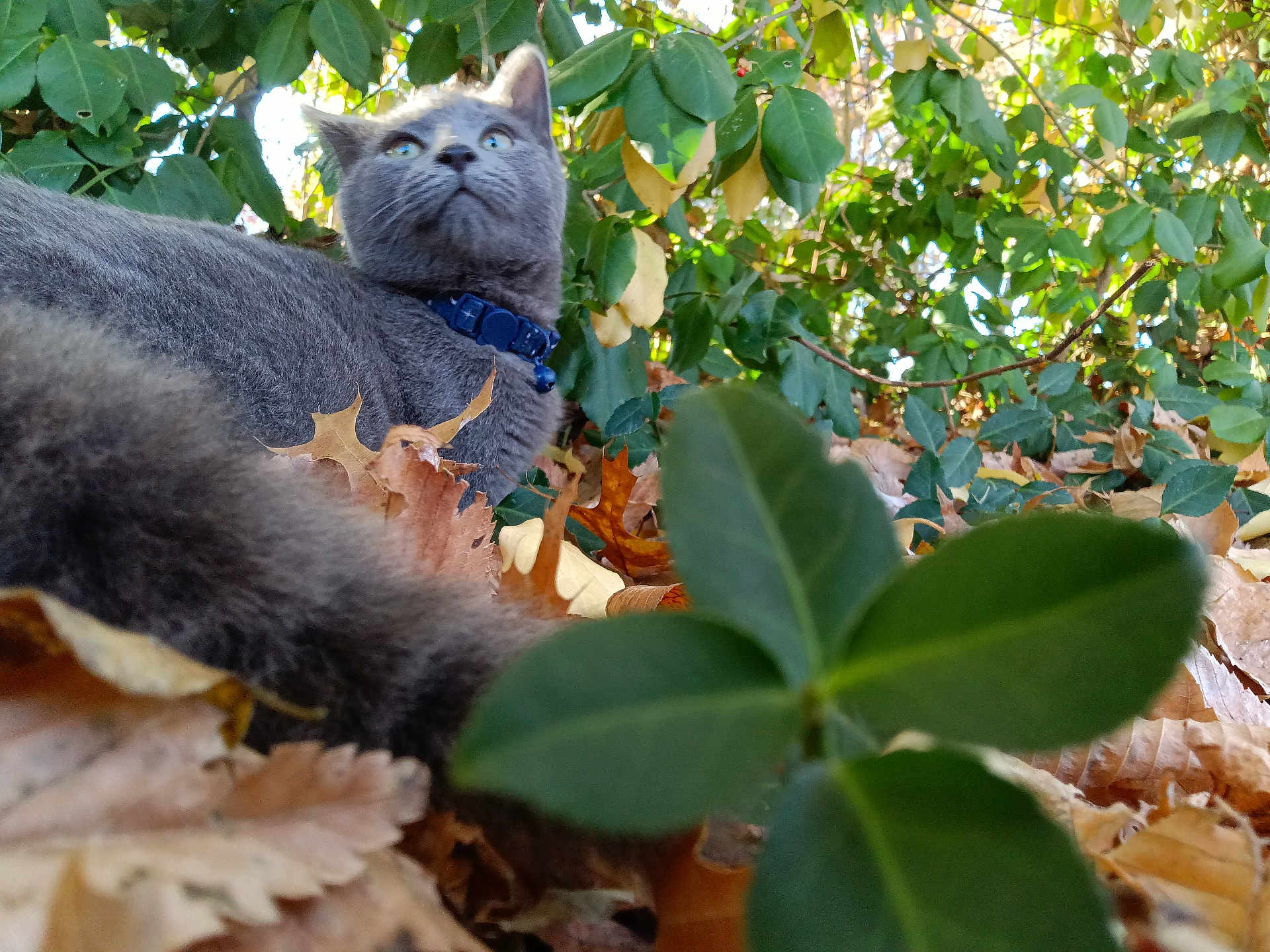 Asher joined the competition — help win amazing prizes! cat, gray_cat, collar, leaves, autumn, greenery, outdoor, nature, animal, pet, feline, curious, closeup, fall, plants, wildlife, mammal, looking_up, soft_fur, daylight