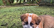 Baloo a rejoint le concours — aidez-le/la à gagner de superbes lots ! animal, canine, cute, daylight, dog, forest, fur, greenery, ground, leaf, lying_down, moss, nature, outdoor, peaceful, puppy, scenery, tree, wood, young
