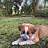animal, canine, cute, daylight, dog, forest, fur, greenery, ground, leaf, lying_down, moss, nature, outdoor, peaceful, puppy, scenery, tree, wood, young