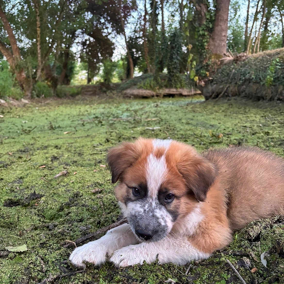 Baloo a rejoint le concours — aidez-le/la à gagner de superbes lots ! animal, canine, cute, daylight, dog, forest, fur, greenery, ground, leaf, lying_down, moss, nature, outdoor, peaceful, puppy, scenery, tree, wood, young