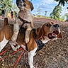 Baloo participe au concours pour gagner de l'argent avec cette photo : animal, canine, daylight, dirt, dog, friendly, grass, happy, harness, leash, muddy, nature, outdoor, park, people, pets, playful, puppy, sky, trees