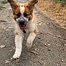 Baloo a rejoint le concours — aidez-le/la à gagner de superbes lots ! animal, bushes, collar, cute, daylight, dirt_path, dog, ears, fur, grass, happy, nature, outdoor, playful, puppy, running, sky, summer, tongue, walking_path