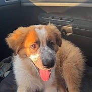 Baloo a rejoint le concours — aidez-le/la à gagner de superbes lots ! animal, brown_and_white, car_door, car_interior, cute, daytime, dog, domestic_animal, fluffy, fur, happy, inside_car, pet, puppy, seat, side_mirror, sunlight, tongue_out, window, young_dog