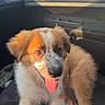 animal, brown_and_white, car_door, car_interior, cute, daytime, dog, domestic_animal, fluffy, fur, happy, inside_car, pet, puppy, seat, side_mirror, sunlight, tongue_out, window, young_dog
