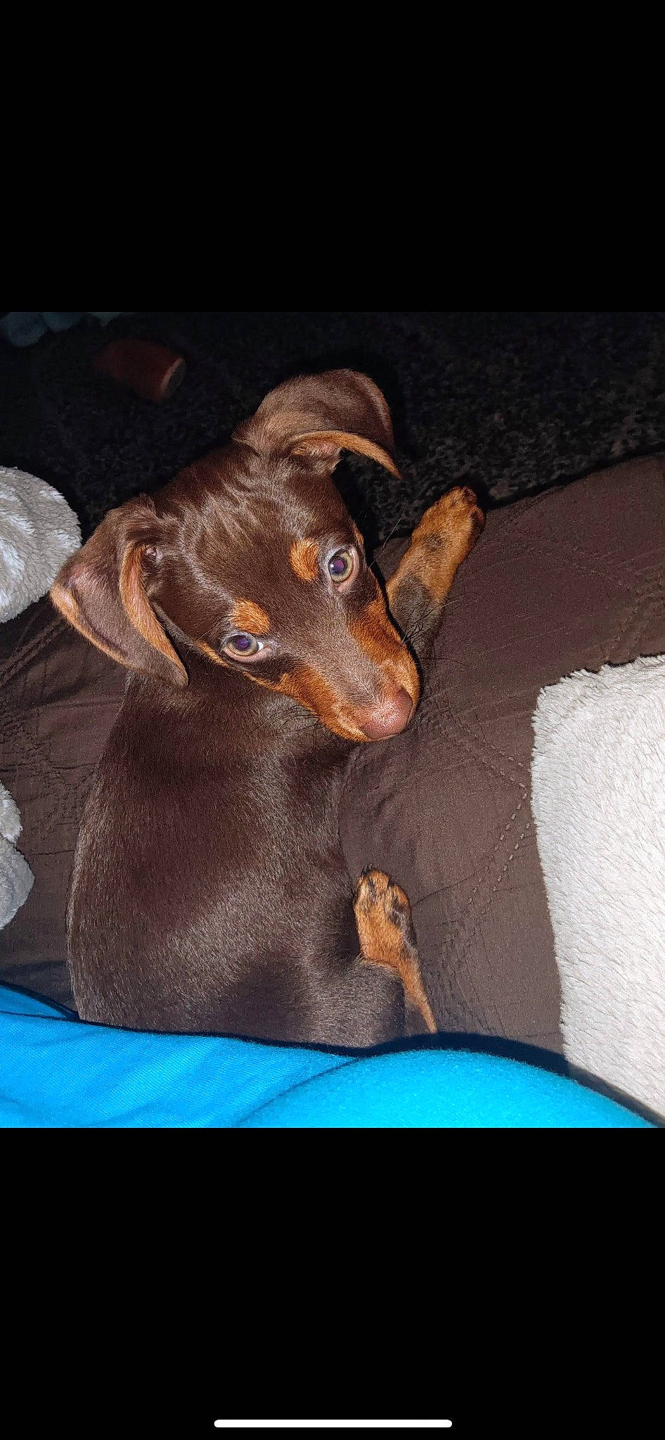 Biscuit is registered to the contest to win money with this photo: carnivore, collar, companion_dog, dog, dog_breed, dog_collar, ear, electric_blue, guard_dog, hunting_dog, liver, pet_supply, pinscher, sporting_group, toy_dog, whiskers, windshield, working_animal, working_dog