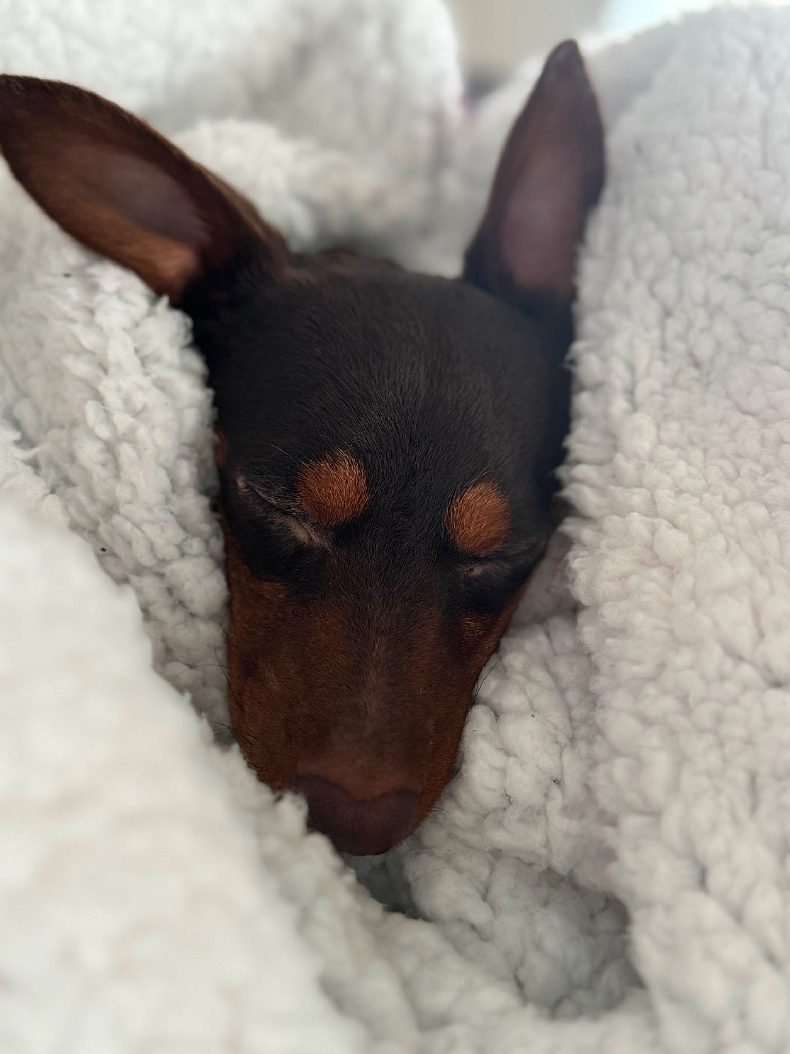 Biscuit is registered to the contest to win money with this photo: canidae, carmine, carnivore, companion_dog, corgi_chihuahua, dog, dog_breed, ear, fur, paw, prazsky_krysarik, puppy, small_terrier, snout, sporting_group, terrestrial_animal, terrier, toy_dog, whiskers, working_animal