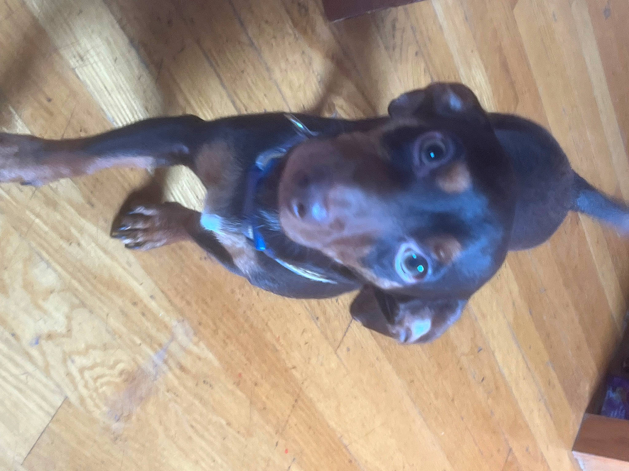 Biscuit joined the competition — help win amazing prizes! borador, carnivore, companion_dog, dog, dog_breed, ear, electric_blue, fawn, flooring, hardwood, liver, plank, sporting_group, varnish, vertebrate, whiskers, wood, wood_flooring, wood_stain, working_animal