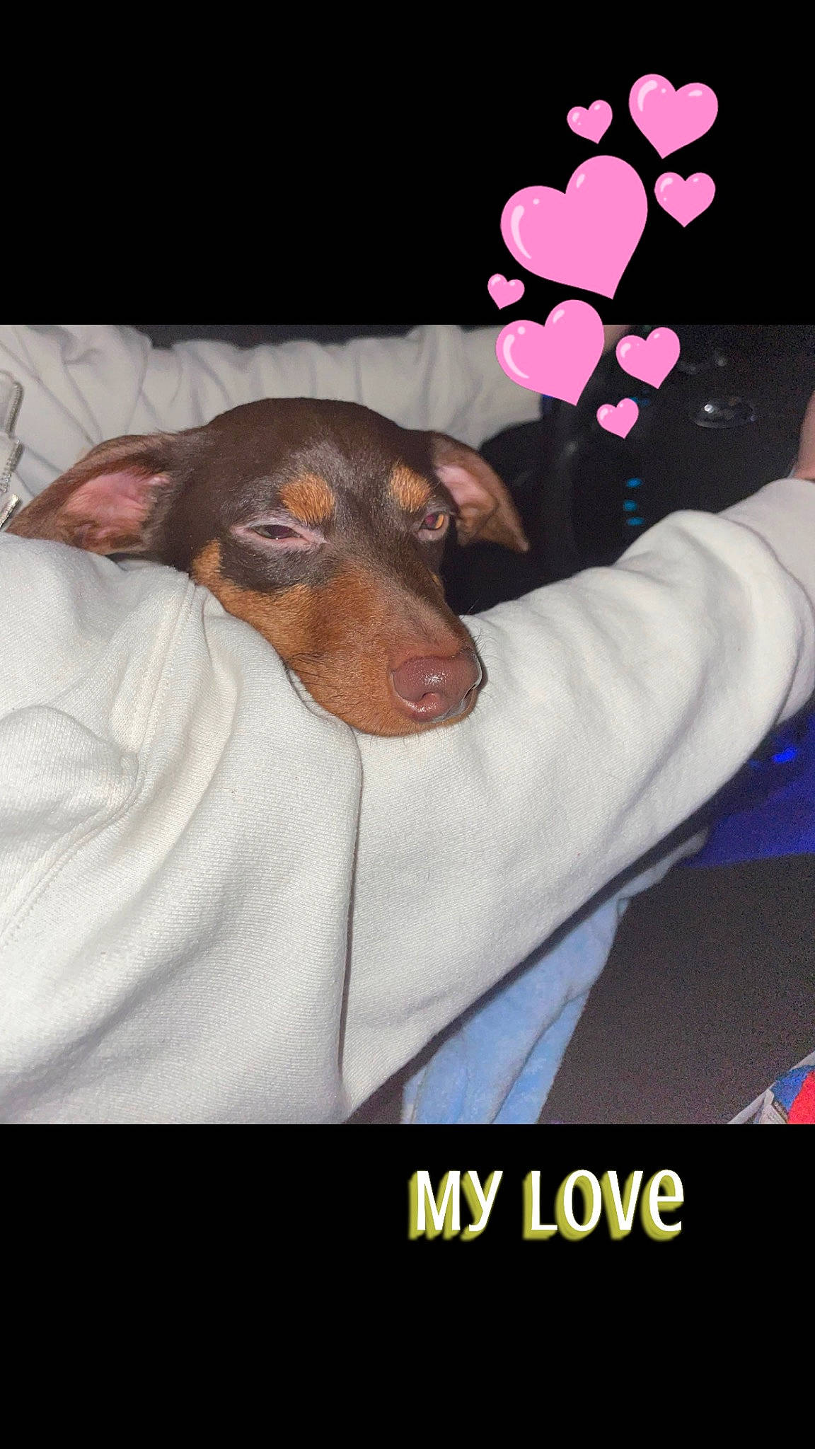 Biscuit is registered to the contest to win money with this photo: balloon, canidae, carnivore, comfort, companion_dog, dog, dog_breed, dog_supply, event, font, gesture, happy, liver, petal, photo_caption, sporting_group, toy_dog, working_animal