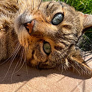 Bengali participe au concours pour gagner de l'argent avec cette photo : animal, cat, close_up, cute, daylight, domestic_cat, face, fur, grass, green_eyes, lying_down, mammal, nature, outdoor, pet, reflection, relaxing, sunlight, tabby_cat, whiskers