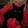 Bengali participe au concours pour gagner de l'argent avec cette photo : animal, animal_portrait, black_cat, closeup, comfort, cozy, cute, dim_light, domestic_cat, eyes, flower_petals, fur, indoor, laying, pet, petals, pink, relaxing, soft, whiskers