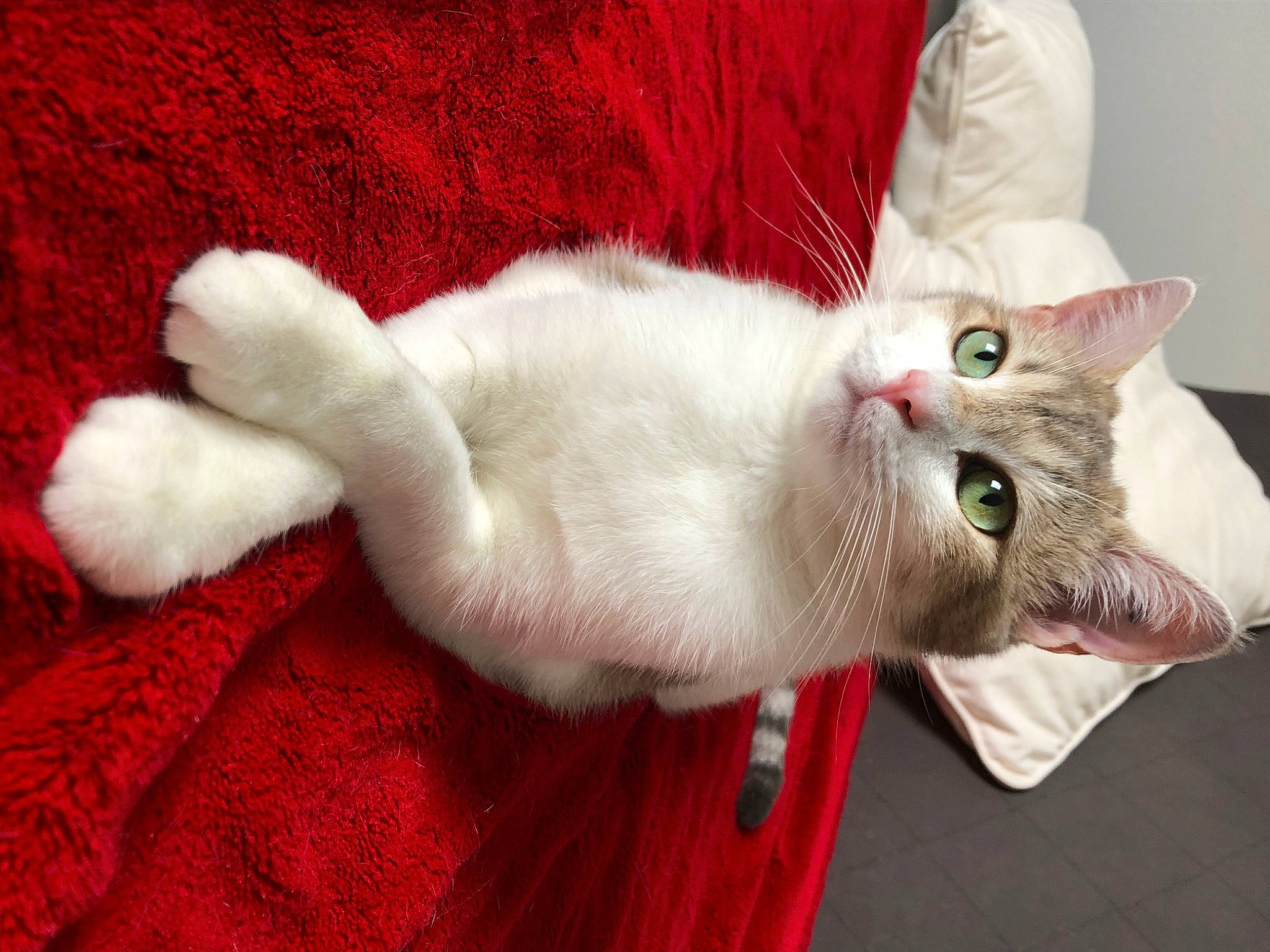 Crevette a rejoint le concours — aidez-le/la à gagner de superbes lots ! carnivore, cat, claw, comfort, domestic_short_haired_cat, fang, fawn, felidae, fur, paw, small_to_medium_sized_cats, tail, thai, whiskers