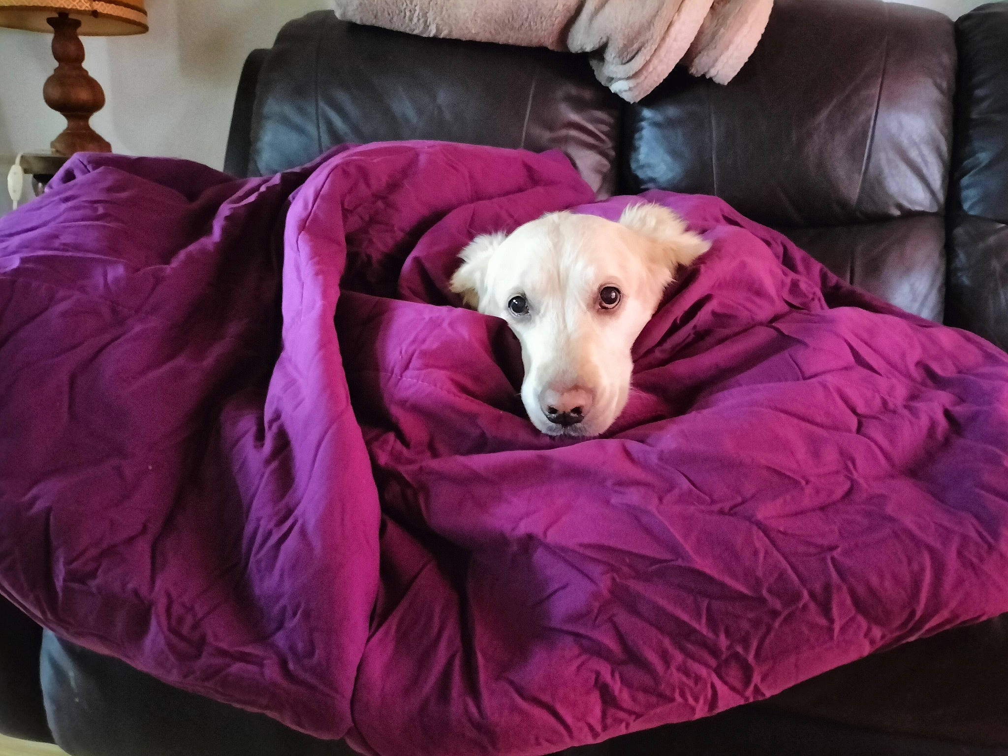 Goa a rejoint le concours — aidez-le/la à gagner de superbes lots ! carnivore, comfort, companion_dog, couch, dog, dog_breed, dog_supply, fawn, flooring, furniture, linens, living_room, magenta, pet_supply, pillow, pink, purple, room, sofa_bed, studio_couch