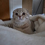 Winnie joined the competition — help win amazing prizes! cat, kitten, scottish_fold, wide_eyes, fluffy_blanket, indoor, cozy, fur, pet, cute, animal, whiskers, face, ears, table, wood, soft, comfort, portrait, curious