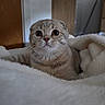 animal, cat, comfort, cozy, curious, cute, ears, face, fluffy_blanket, fur, indoor, kitten, pet, portrait, scottish_fold, soft, table, whiskers, wide_eyes, wood