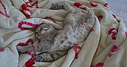 Winnie is registered to the contest to win money with this photo: kitten, sleeping, blanket, bed, cozy, indoor, feline, cute, resting, soft, pattern, red, white, fur, paw, relaxed, domestic_animal, pet, comfort, sleep