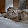 adorable, animal, cat, close_up, cozy, curious, cute, domestic_cat, feline, fluffy_blanket, fur, indoor, kitten, pet, resting, scottish_fold, sleepy, soft_texture, whiskers, young_cat