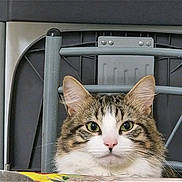 Whiskey is registered to the contest to win money with this photo: animal, background, cat, chair, closeup, curious, ears, eyes, face, feline, fur, home, indoor, looking, metal, nose, pet, portrait, tabby, whiskers