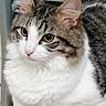 Whiskey is registered to the contest to win money with this photo: animal, cat, chair, closeup, curious, cute, domestic, ears, feline, fluffy, fur, gray, indoor, paws, pet, portrait, resting, tabby, whiskers, white