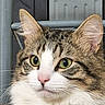 Whiskey joined the competition — help win amazing prizes! animal, cat, closeup, curious, domestic_cat, ears, face, feline, flower_pattern, fur, green_eyes, head, indoor, looking, pet, pink_nose, portrait, tabby_cat, tablecloth, whiskers