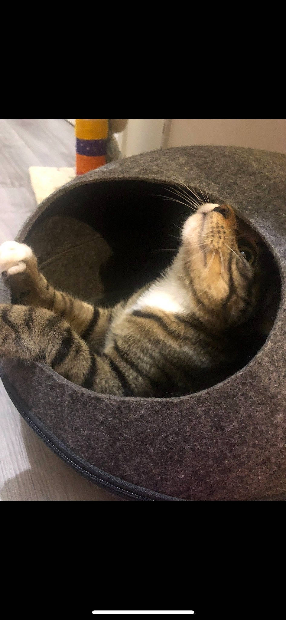 Kitkat a rejoint le concours — aidez-le/la à gagner de superbes lots ! carnivore, cat, cat_supply, cloud, comfort, domestic_short_haired_cat, felidae, flooring, fur, hardwood, linens, nap, paw, small_to_medium_sized_cats, snout, table, tail, whiskers, window, wood