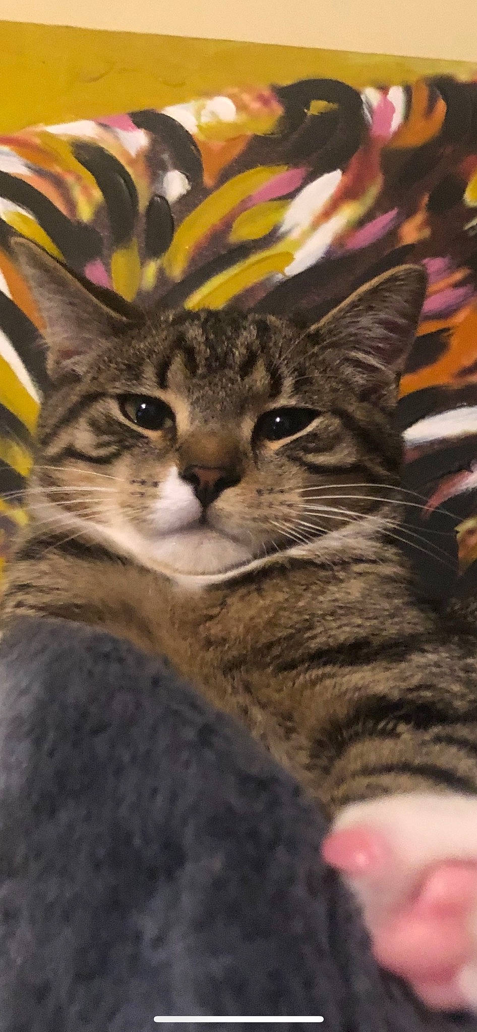 Kitkat a rejoint le concours — aidez-le/la à gagner de superbes lots ! carnivore, cat, claw, close_up, domestic_short_haired_cat, fawn, felidae, fur, grass, night, paw, plant, small_to_medium_sized_cats, snout, tail, terrestrial_animal, tree, whiskers, wildlife, window