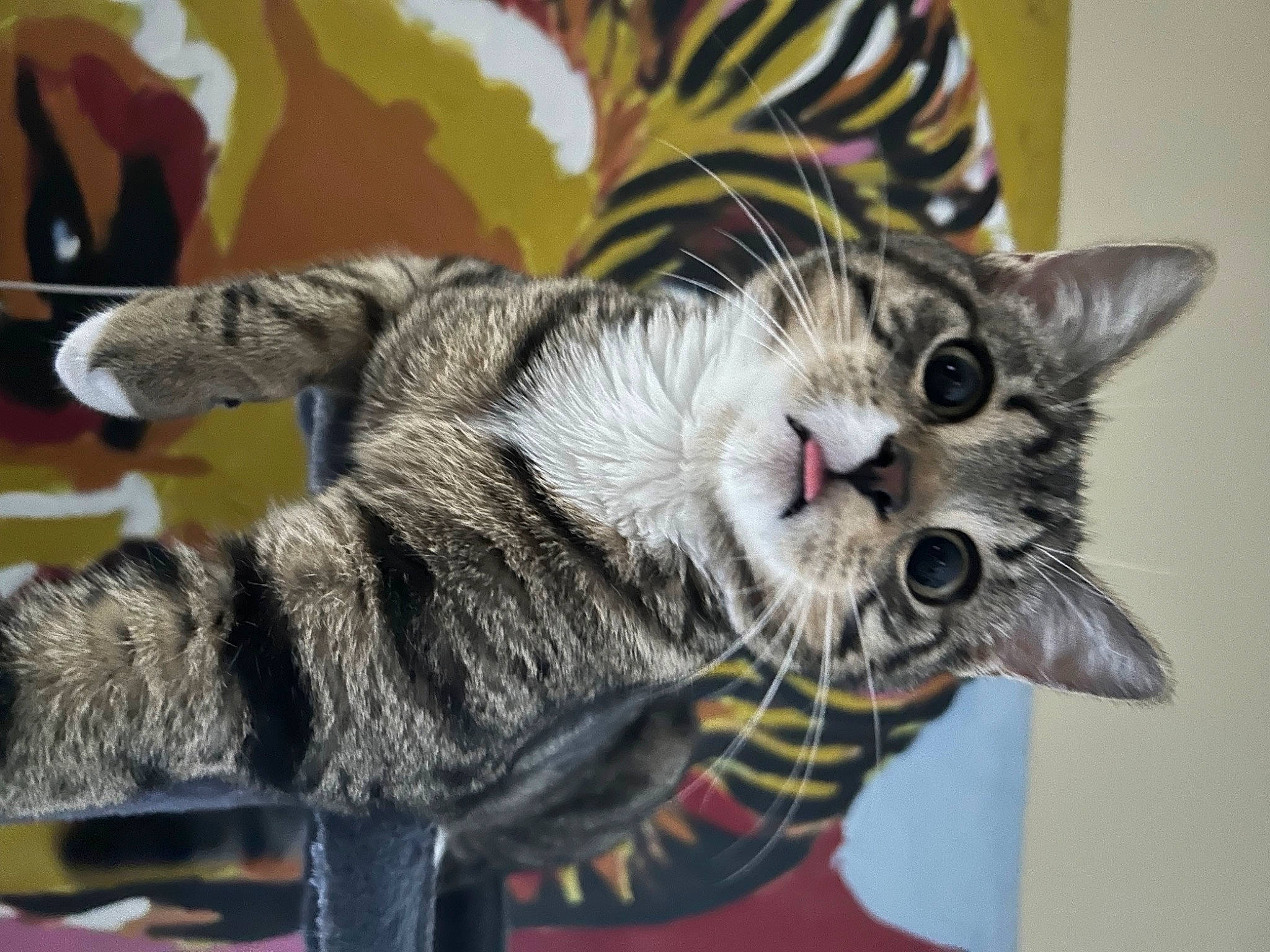 Kitkat participe au concours pour gagner de l'argent avec cette photo : carnivore, cat, claw, comfort, domestic_short_haired_cat, felidae, fur, paw, small_to_medium_sized_cats, snout, tail, whiskers