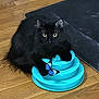 animal, black_cat, blue, butterfly_toy, cat, circular_toy, close_up, curious, domestic_cat, ears, floor, fur, indoor, mat, paw, pet, playful, toy, whiskers, wooden_floor